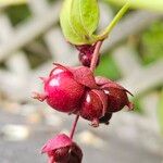 Leycesteria formosa Mbuma