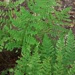 Dryopteris dilatataLeaf