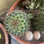 Mammillaria barbata Leht