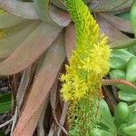 Eremurus stenophyllus Flower