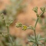 Heliotropium bacciferum Flower