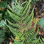 Dryopteris dilatata Blad