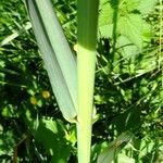 Avena fatua Leaf