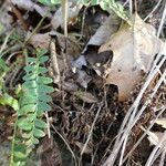 Polystichum acrostichoides Leaf