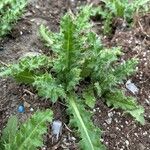 Cirsium arvenseLeaf