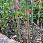 Equisetum hyemale Bark