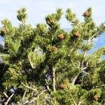 Pinus edulis Hoja
