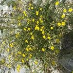 Helianthemum italicum 形態