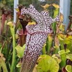 Sarracenia leucophylla 葉