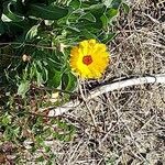 Calendula stellata Fleur