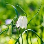 Fritillaria meleagris Flor