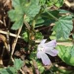 Malva neglectaKvet