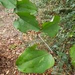 Smilax glauca ഇല