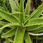 Aloe arborescensഇല