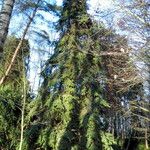 Abies alba Natur