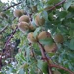 Prunus persica Fruto