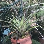 Tillandsia fasciculata Yaprak