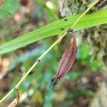 Angraecum calceolus फल