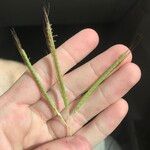 Dichanthium aristatum Fruit