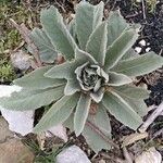 Verbascum phlomoidesLeaf