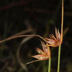 Juncus capitatus Плід