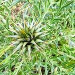 Cynara humilis Flor