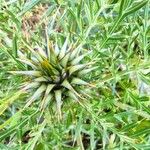 Cynara humilis Blüte