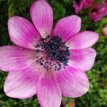 Anemone coronaria Kvet