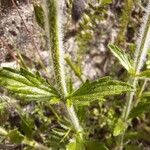 Sideritis hirsuta Leaf