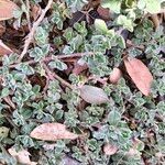 Galenia pubescens Elinympäristö