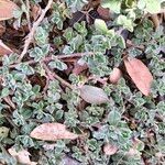 Galenia pubescens Hábito