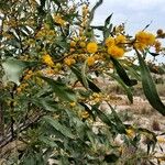 Acacia saligna ফুল