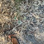 Echinops spinosissimus Bark
