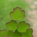 Thalictrum dioicum Folio