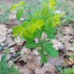 Euphorbia carniolica Hábito