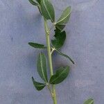 Cytisus nigricans Leaf