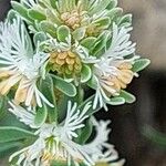 Sesamoides pygmaea Fula