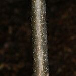 Bursera simaruba പുറംതൊലി