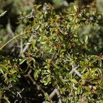 Rhamnus saxatilis Fuelha