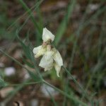 Lathyrus pannonicus Blüte