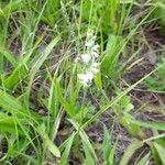 Spiranthes lacera Цвят