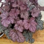 Heuchera sanguineaBlad