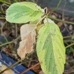 Cornus rugosa Blatt