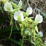 Angraecum eburneum Flower