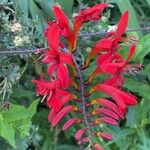 Crocosmia paniculata 花
