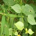 Sida cordata Frunză