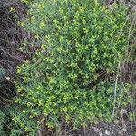 Euphorbia spinosa Žiedas