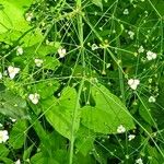 Alisma lanceolatum Flower