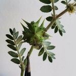Tribulus terrestris Цвят
