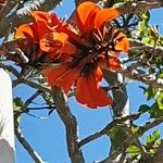 Erythrina caffra പുഷ്പം